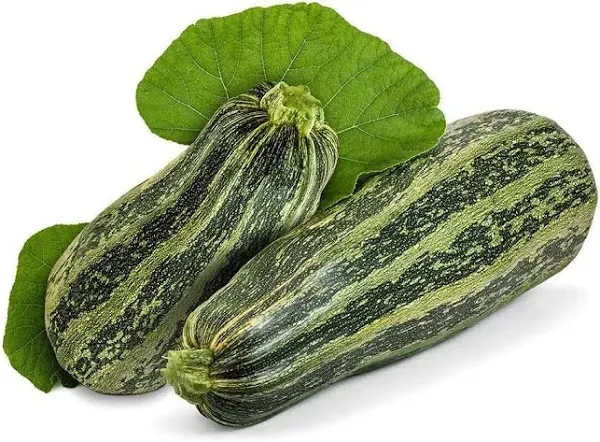 Cocozelle Zucchini Summer Squash Seeds