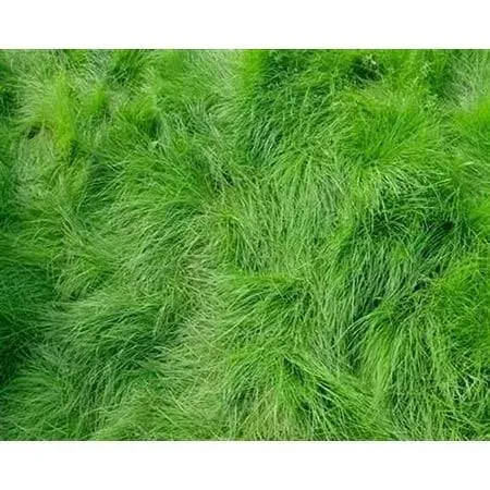 SeedRanch Creeping Red Fescue Grass Seed - 5 lbs - Seed Barn