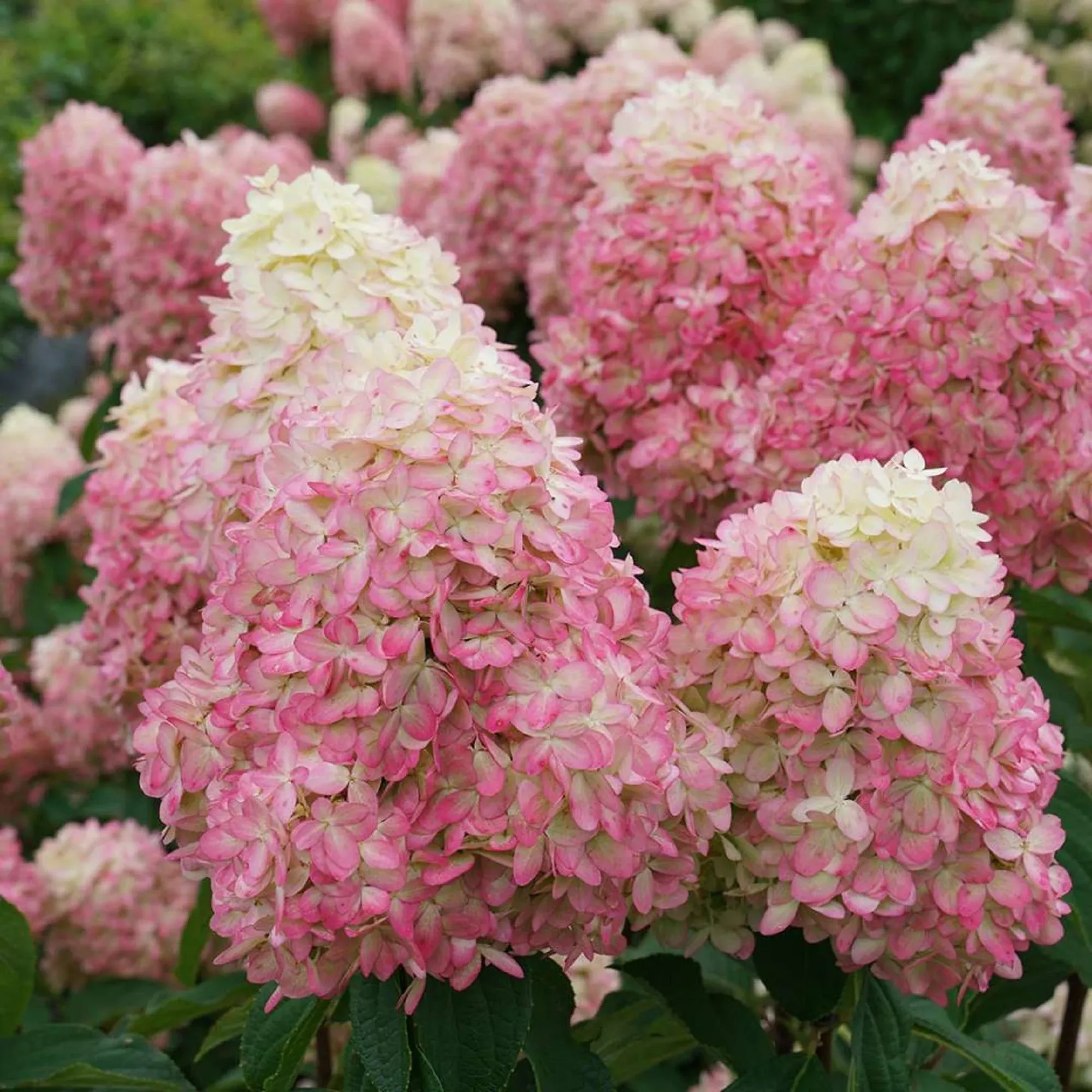 Limelight Prime Panicle Hydrangea - Hydrangea Paniculata - 4" Pot Proven Winners