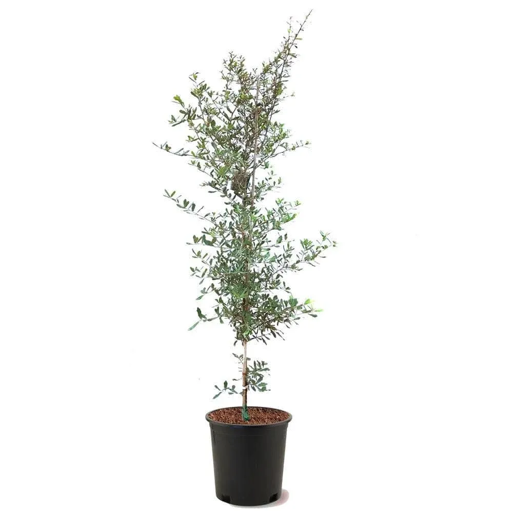 Plant Me Green 5 Pot Southern Live Oak Semi-Evergreen Tree