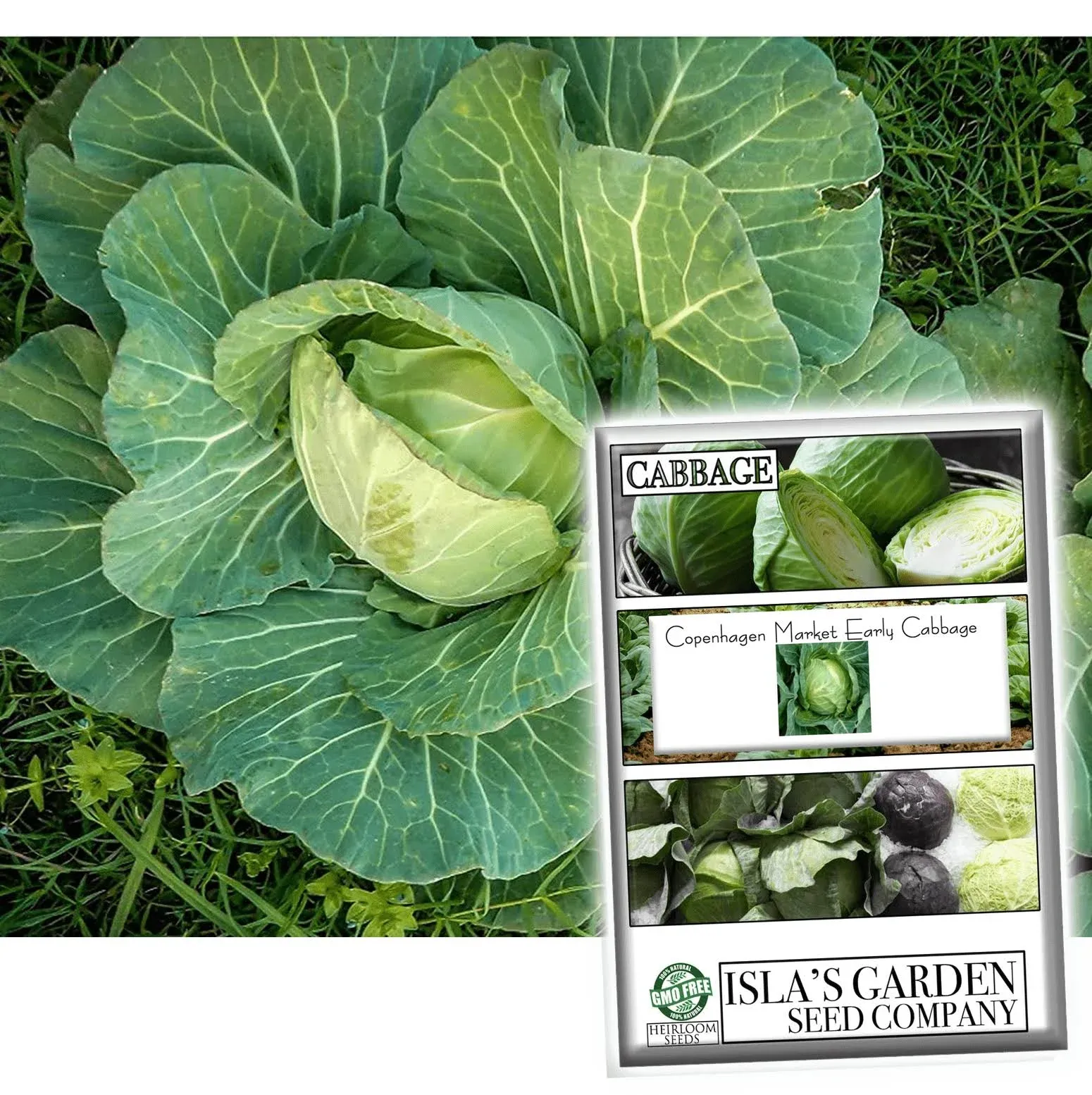 Copenhagen Market Early Cabbage Seeds, 300+ Heirloom Seeds Per Packet, Non GMO Seeds, Botanical Name: Brassica oleracea