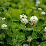 Outsidepride White Dutch Clover Seed for Erosion Control, Ground Cover, Lawn Alternative, Pasture, Forage, & More - 5 LBS