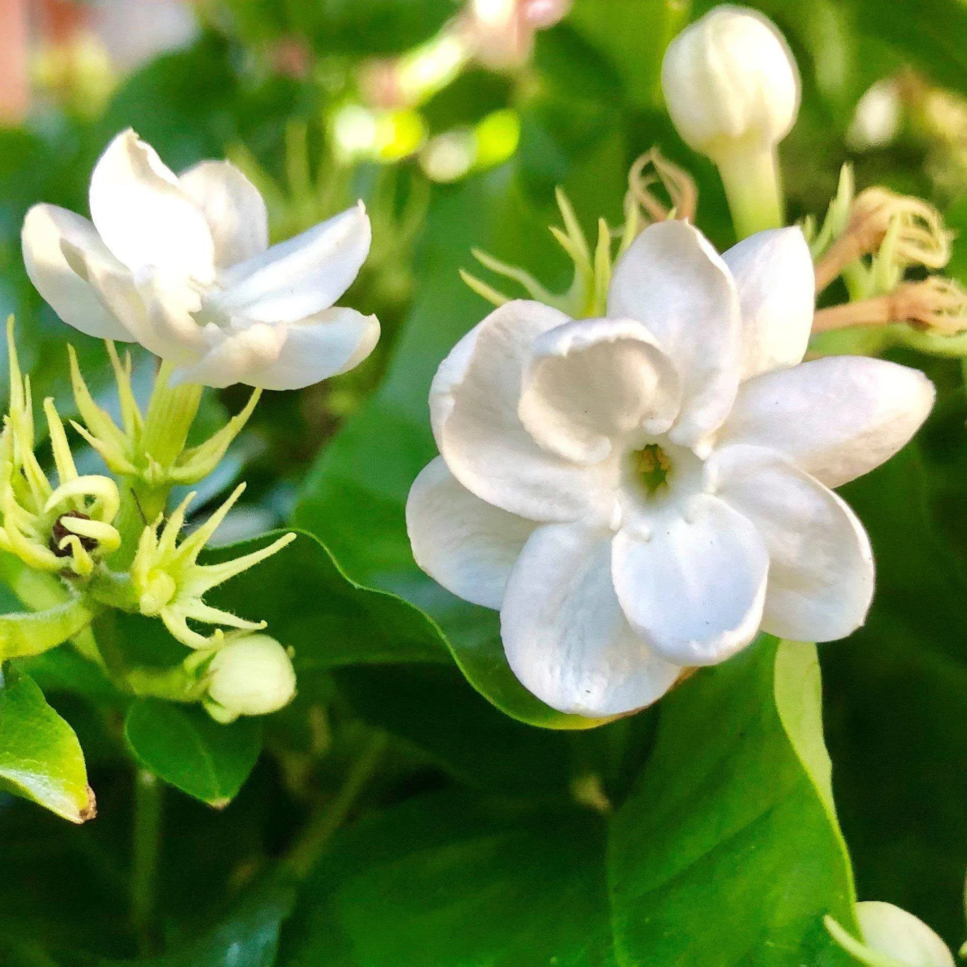 3 Cutting Roots Nodes Arabian Single White Jasmine Tropical Organic Live Plant