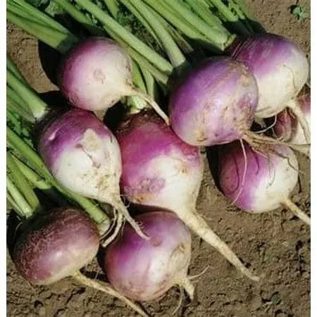 SeedRanch Turnip Seed Purple Top White Globe - 10 Lbs.