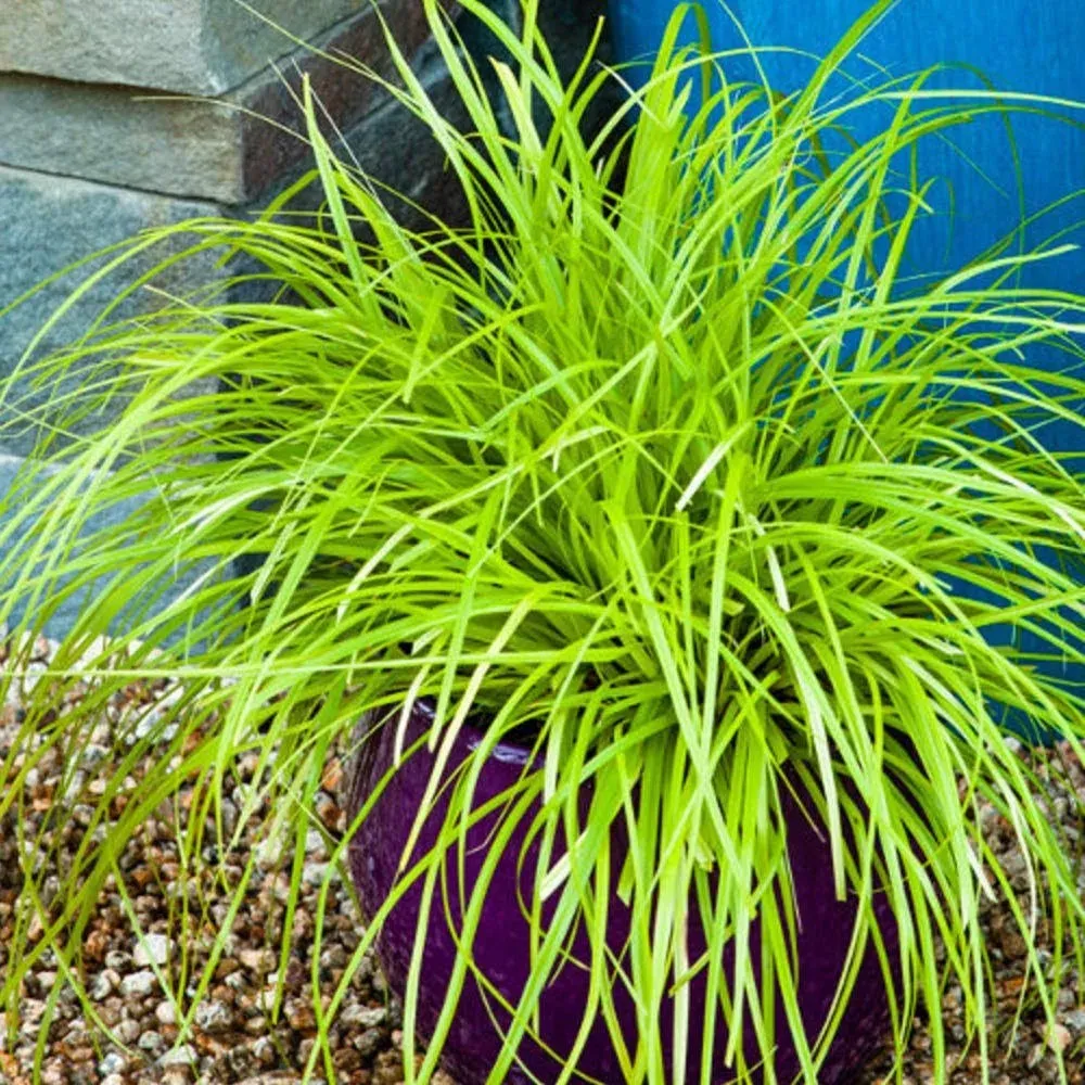 Carex Evercolor 'Everillo'