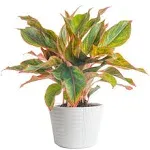 Costa Farms Aglaonema Red Chinese Evergreen Live Indoor Plant, 14-Inches Tall, Ships in White-Natural Décor Planter