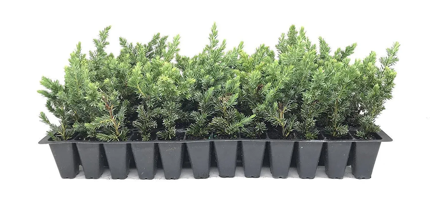 Juniper Blue Pacific - 40 Live Plants - 2" Pot Size - Evergreen Ground Cover 'Shore Juniper'