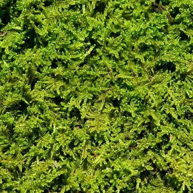 Living Moss - Sheet Moss Perfect for Terrariums and Bonsai by XINiHoXe | Live ...