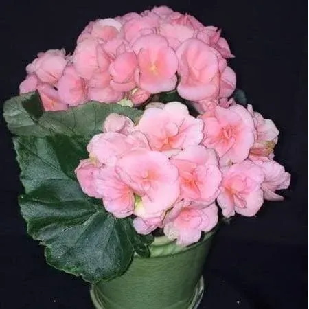 CHUXAY GARDEN Pink Rieger Begonia Flower Seed,Begonia Hiemalis 25 Seeds Beautiful Flowering Winter Plants Showy Display an Exciting New Addition